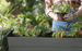 Darwin 29 Gallon Elevated Garden Bed - Graphite
