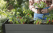 Darwin 29 Gallon Elevated Garden Bed - Graphite