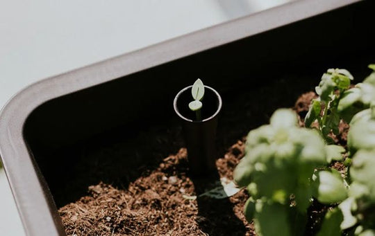 Splendor 31.7 Gallon Elevated Garden Bed - Brown