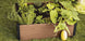 Maple Raised Garden Bed - Brown